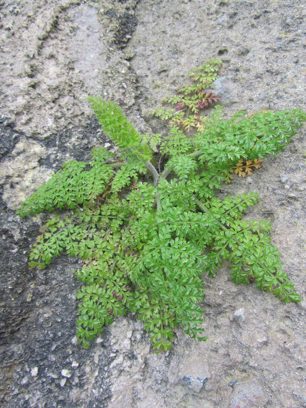 Pianta di Ventotene - cfr. Daucus gingidium